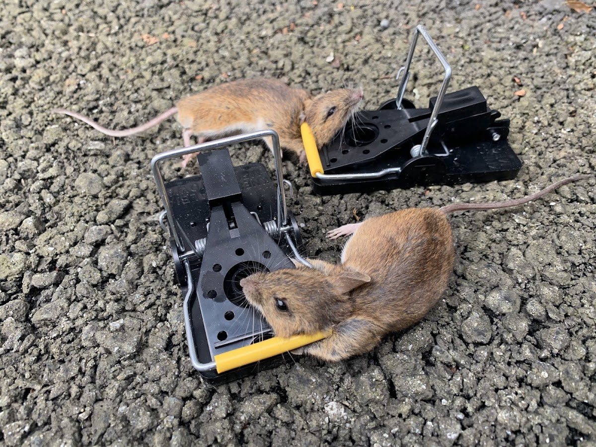 Mice caught and cleared with snap traps