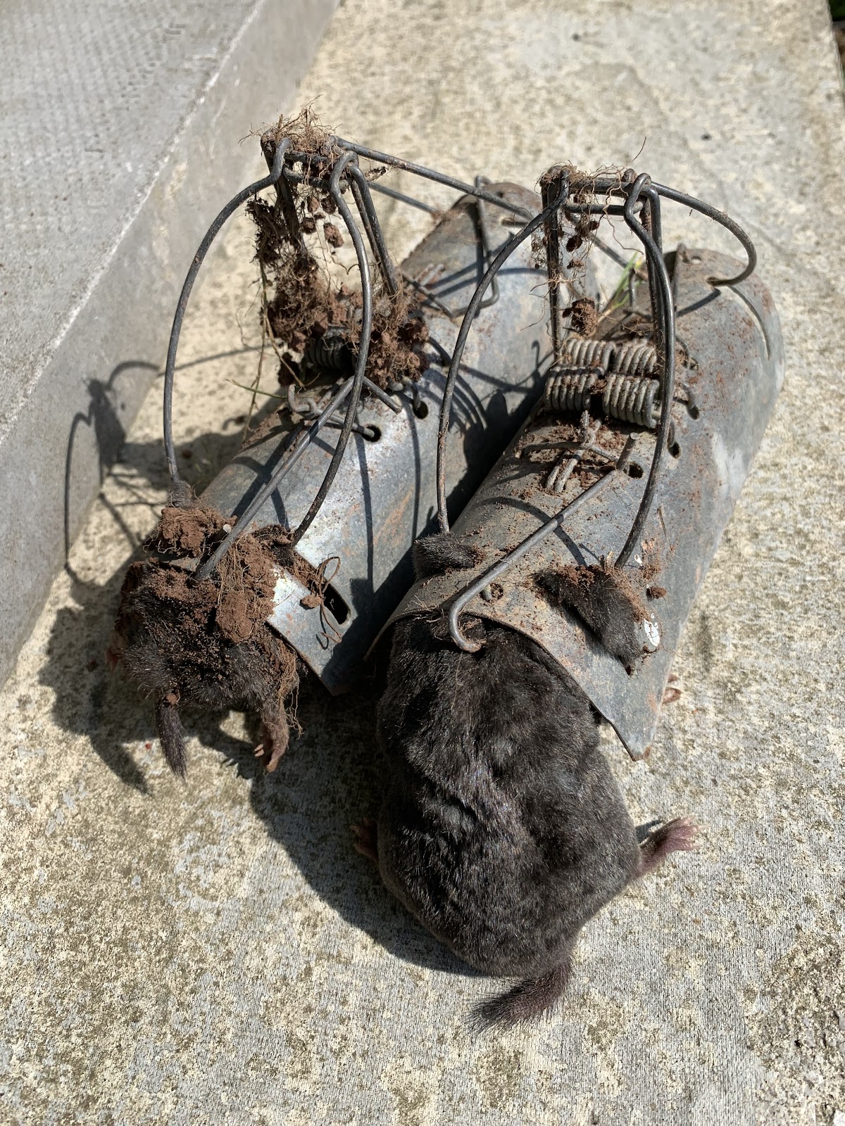 Moles cleared with traditional traps