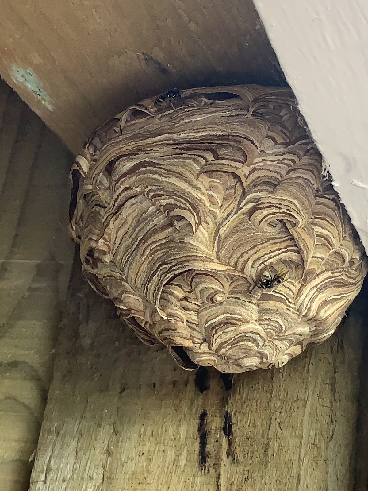 A wasp nest treated and removed by Carmarthen Pest Control