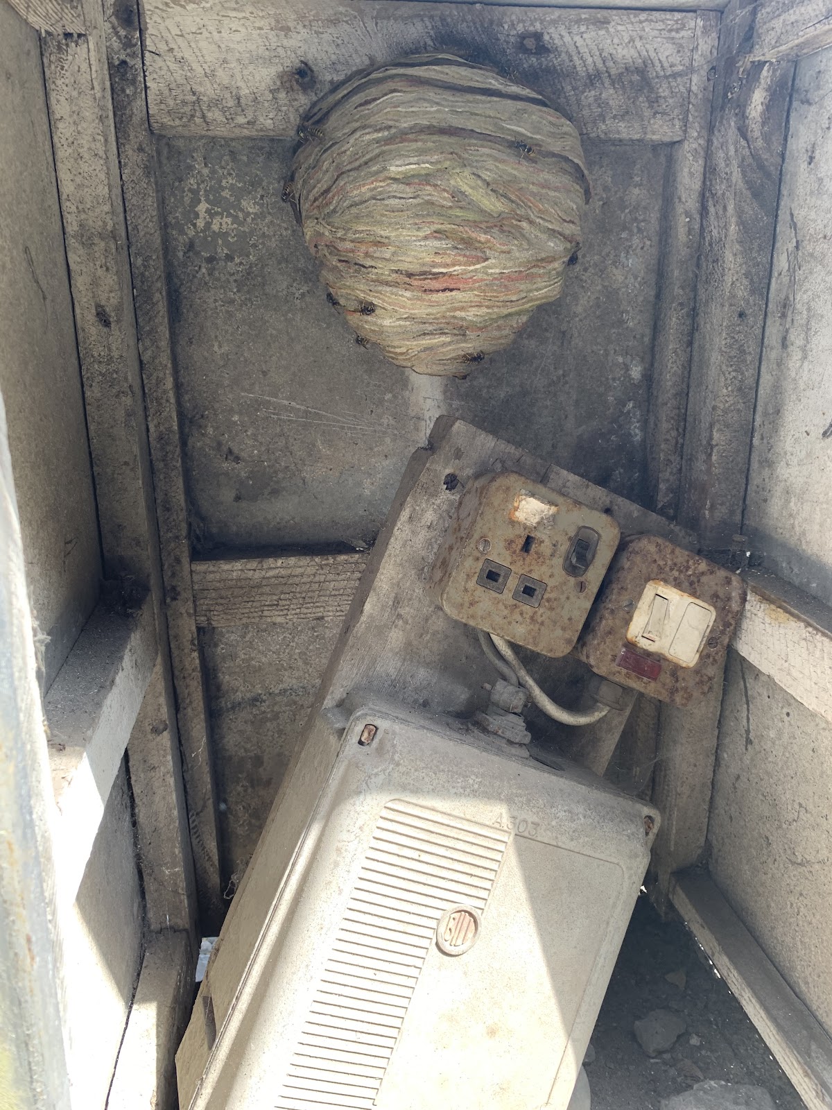A hidden wasp nest uncovered during a property inspection