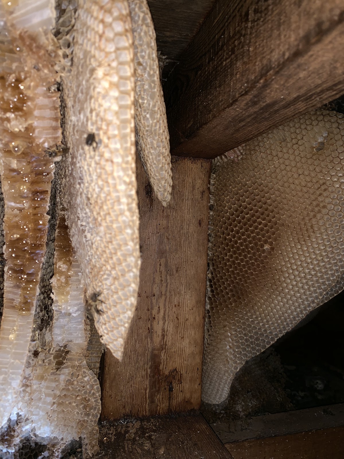 A honeybee colony being cut out of a roof void